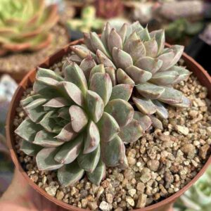Echeveria Roman (doble)