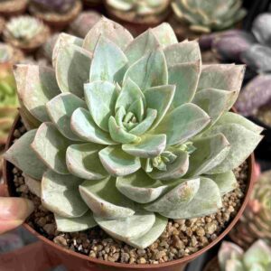 Sedum Suaveloens