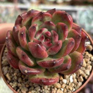 Echeveria TM (Coreana)
