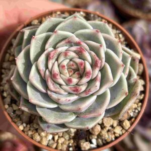 Echeveria Coreana