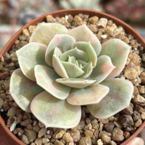 Echeveria Blue Surprise Variegada