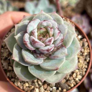 Echeveria Red Velvet