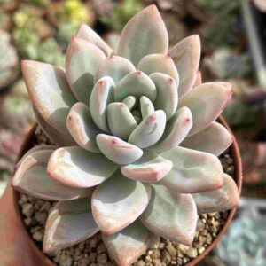 Echeveria Miss Jin (Coreana)
