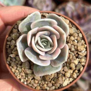 Echeveria Blue Surprise Variegada
