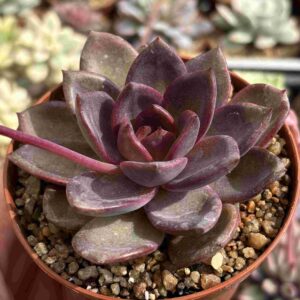 Echeveria Homage (Coreana)