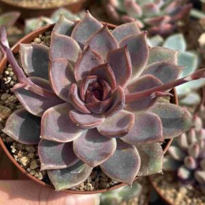 Echeveria Greslin (Coreana)