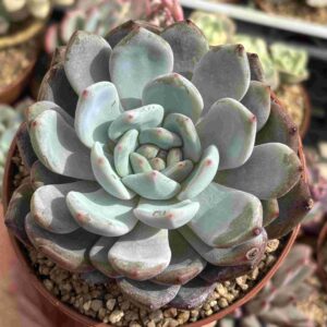 Echeveria Monroe