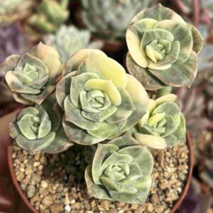 Colonia Graptoveria Lovely Rose Variegada