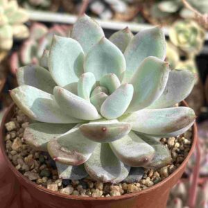 Echeveria Monroe