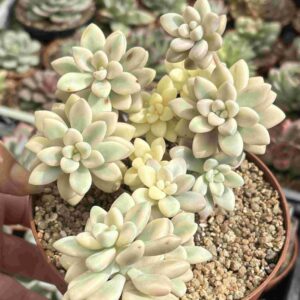Colonia Graptopetalum Ellen Variegado