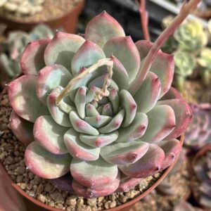 Echeveria Zi Ling (Coreana)