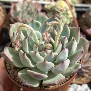 Echeveria Chihuahuensis