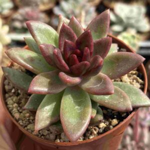 Echeveria Pain Rose
