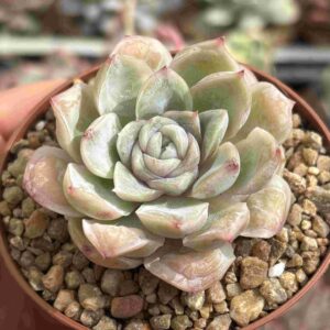 Echeveria Bumps