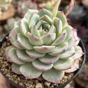 Echeveria Silhouette