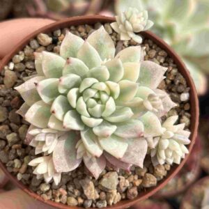 Echeveria Prolifica Variegada