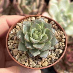 Echeveria Fabiola