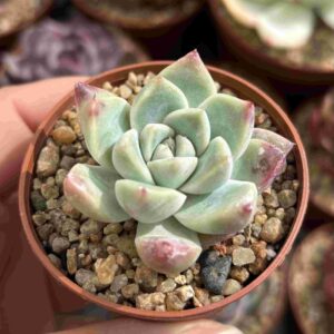 Echeveria Panda