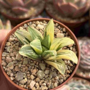 Haworthia Heidelberguensis Variegada
