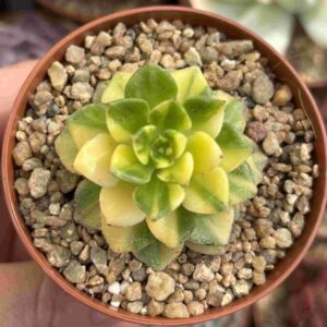 Sedeveria Letizia Variegada