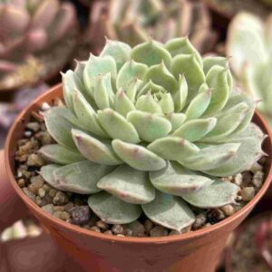 Echeveria Mexican Rose
