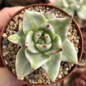 Echeveria Agavoides Elkhorn Variegado