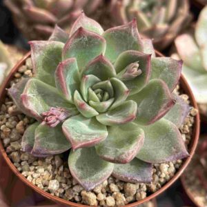 Echeveria Agavoides Floridity