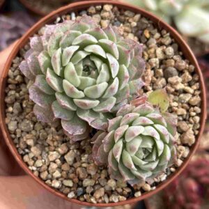 Echeveria Mexican Rose