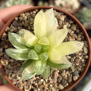 Haworthia Cooperi Variegada