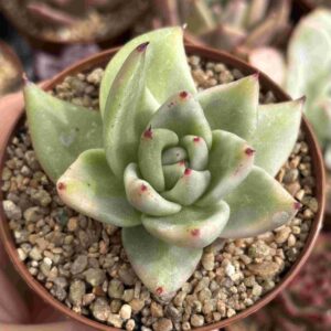 Echeveria Agavoides Elkhorn Variegado