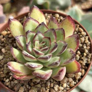 Echeveria Mexican Poldensis