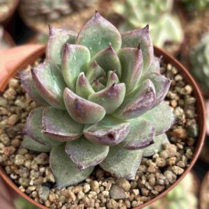 Echeveria Fire Pillar
