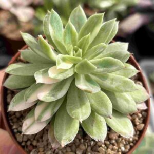 Echeveria Bradburiana Variegada