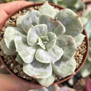 Echeveria Marble