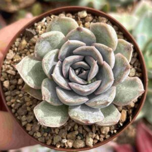 Echeveria Orion