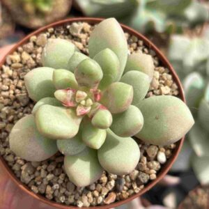 Echeveria Polari Heart