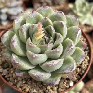 Echeveria cv Beniothine
