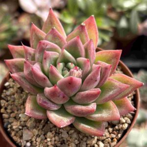 Echeveria Agavoides Floridity