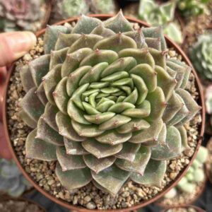 Echeveria Agavoides Gilva Cristata