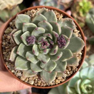 Echeveria Coreana Veteada
