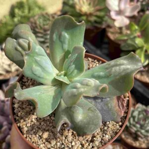 Echeveria Culibra (Carunculada)