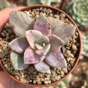 Graptoveria Bainesii Variegada