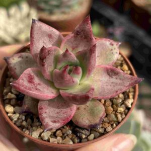 Echeveria Agavoides Romeo