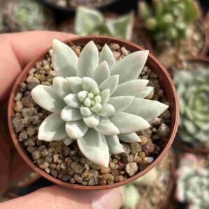 Sedeveria Butterfield Variegada