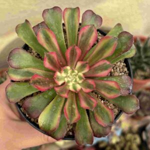 Aeonium Firework