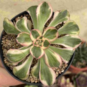 Aeonium Zeus