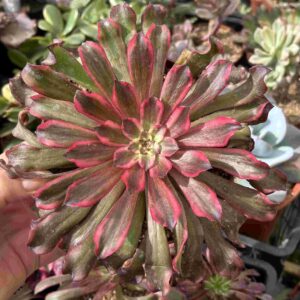 Aeonium Snowgirl