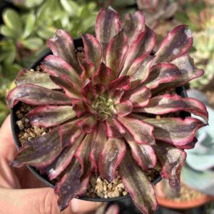 Aeonium Mamba