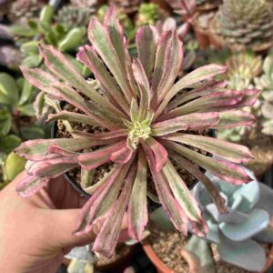Aeonium Poison