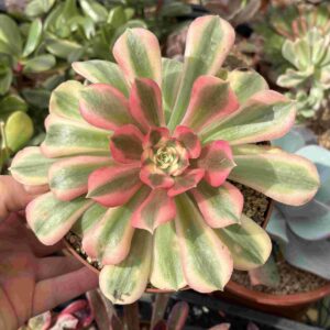 Aeonium Pink Witch